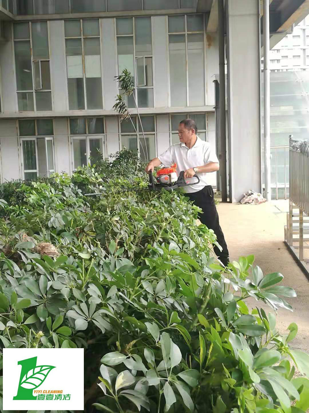 壹壹公司告訴您綠化養(yǎng)護必備修剪技巧？